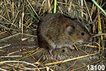Microtus pennsylvanicus, Meadow Vole
